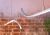 W2.png