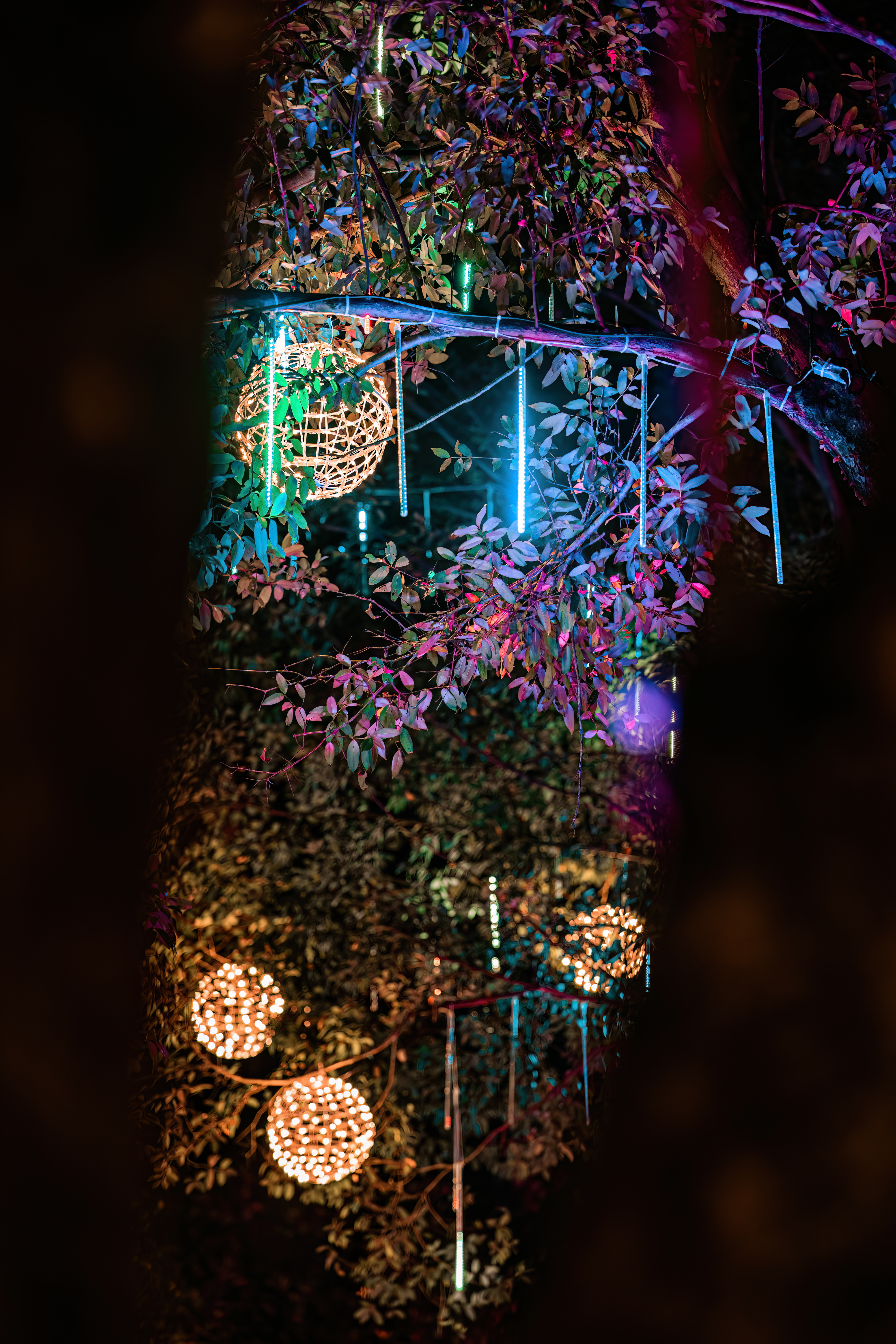 led-lights-on-the-trees-in-the-garden-neon-fairy-2025-03-05-07-46-27-utc.jpg